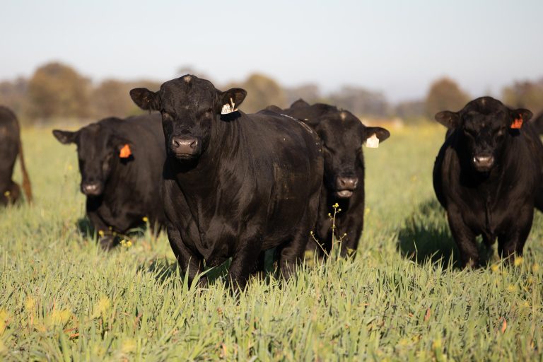 Beef Australia 2024 Interview with Roger and Scott Wright CEO Angus Australia