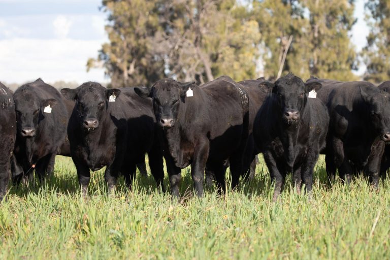Bull Power Project