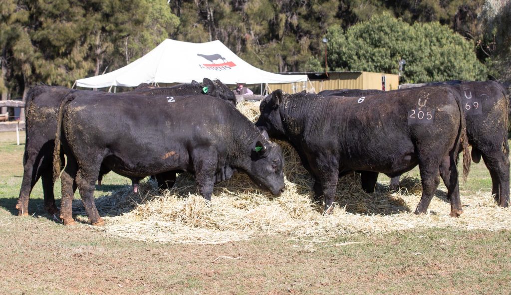 2025 Bull Sale