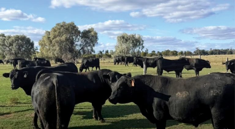 Glenoch Angus Update